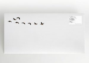 Eine Gruppe von Wildgänsen - Umschlag Motiv F-27