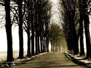 Weg zwischen einer Allee von Bäumen in Sepiatönen