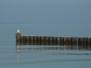 Einzelne Möwe, die auf den Bohlen in der Nordsee sitzt