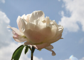 Nahaufnahme einer einzelnen vollen weißen Rosenblüte