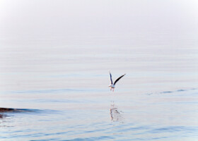 Einzelne Möwe die gerade beginnt vom Wasser aus loszufliegen