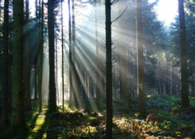 Baumstämme in einem Wald durch die Sonnenstrahlen auf die Erde fallen.
