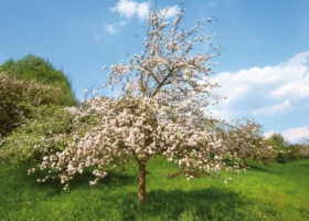 Einzelner blühender Baum voller weißer Blüten auf einer grünen Wiese.