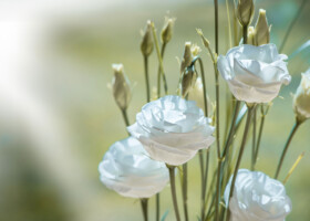 Nahaufnahme von Rosenblüten und Blütenknospen