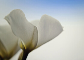 Nahaufnahme einzelner Blütenblätter