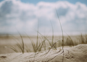 Grasbüschel auf Sanddünen mit weißen Wolken im Hintergrand