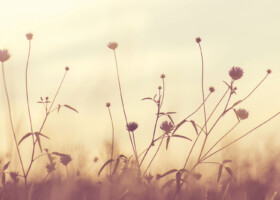 Halme auf einer wilden Wiese