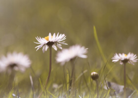 Ganseblümchen auf einer grünen Wiese