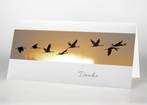 8 hintereinander fliegende Wildgänse vor einem Abendhimmel - Danksagungskarte Motiv F-05