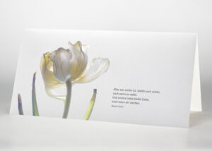 Weiße Rose - Trauerkarte Motiv B-05